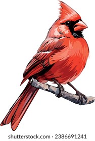 Christmas bird red. Red cardinal bird. Vector illustration. Holiday drawing