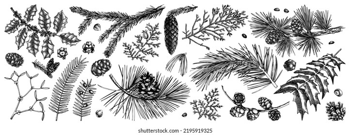 Christmas botanical illustrations. Vintage winter tree, evergreen plants, conifers, and nuts drawings. Vector sketches of winter plants for wrapping paper, Christmas cards, banners, holiday packaging