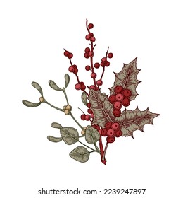 Christmas botany composition with holly leaves and berries and mistletoe. Vector illustration in sketch style isolated on white background