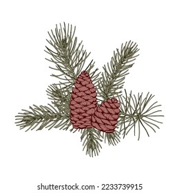 Christmas botany composition with pine tree branches and cones. Vector illustration in sketch style isolated on white background