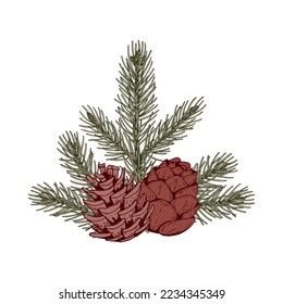 Christmas botany composition with pine tree branches and cones. Vector illustration in sketch style isolated on white background