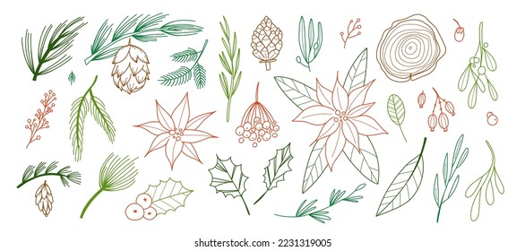 Christmas botany. Hand drawn line coniferous tree branches, cones and berries, pinecones and poinsettia flower. Line decorative elegant elements. Winter plants. Botanical vector decor set