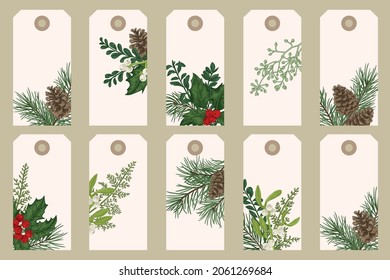 Christmas botany tag. Gift cards with traditional winter plants. Pine, holly, mistletoe, boxwood, fern. Colorful.