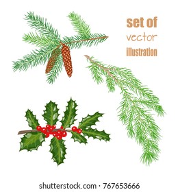 Christmas branch of holly with leaves and berries, branches of spruce with cones and juniper. Vector illustration.
