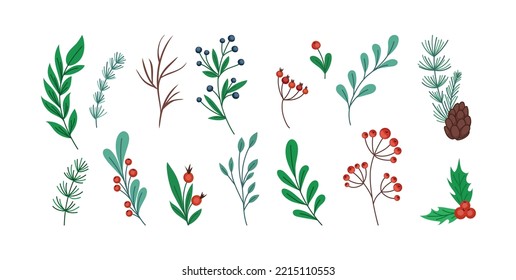 Christmas branch. Holly twig. Pine stems and cones. Hand drawn winter plant sketch. Mistletoe leaves and flowers. Rowan berries. Doodle floral botanical. Vector illustration elements set