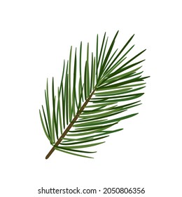 Christmas branch of pine tree. Flat vector Illustration for card, sticker and print. 