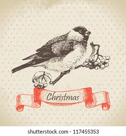 Christmas bullfinch and ashberry. Hand drawn illustration