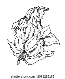 Christmas cactus Schlumbergera flower blossom. Isolated vector botanical illustration: retro vintage, hand drawn, black and white, outline. For wedding invitation, print card, tattoo sketch.