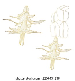 Christmas cactus Schlumbergera flower blossom. Isolated golden botanical illustration: retro vintage, hand drawn. For wedding invitation, print card, tattoo sketch.