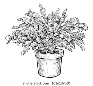 Christmas Cactus Schlumbergera Illustration, Drawing, Engraving, Ink, Line Art, Vector