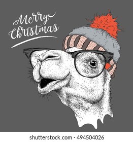 Christmas card with camel in winter hat. Merry Christmas lettering design. Vector illustration