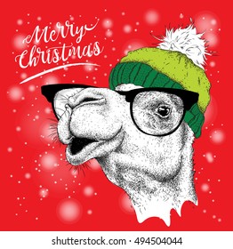 Christmas card with camel in winter hat. Merry Christmas lettering design. Vector illustration