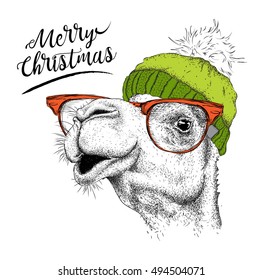 Christmas card with camel in winter hat. Merry Christmas lettering design. Vector illustration