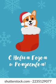 Christmas card with Christmas corgi in sock. The inscription is in Russian: Happy New Year and Merry Christmas! Beautiful illustration for greeting cards, posters and seasonal design.