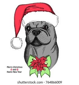 Christmas card. Cute French Bulldog in a red Santa Claus hat with bow and Christmas flower red Poinsettia