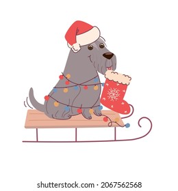 Christmas card with dog schnauzer  holding a sock for gifts. vector greeting card in flat style on white background.