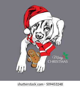 Christmas card. English Mastiff puppy in a red scarf and in a Santa's cap with Gingerbread Man on a gray background. Vector illustration.