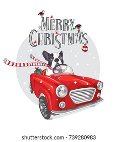 Christmas card. French Bulldog in a striped scarf with gift inside of the red car. Vector illustration.