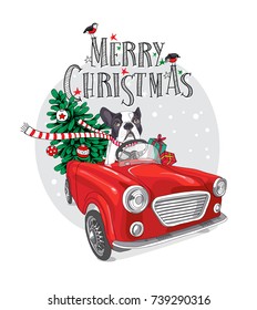 Christmas card. French Bulldog in a striped scarf with fir-tree inside of the red car. Vector illustration.