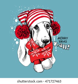 Christmas card. Portrait of a Basset Hound dog in a hat with pom-poms and a scarf on a blue background. Vector illustration.