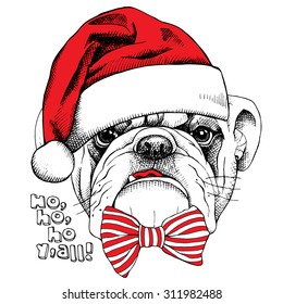 Christmas card. Portrait of a bulldog in Santa hats with a bow. Vector illustration.