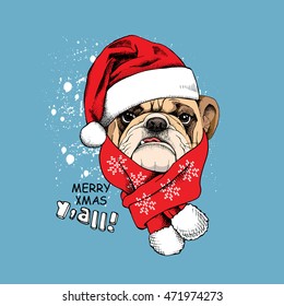 Christmas card. Portrait of a Bulldog in Santa's cap and red scarf on a blue background. Vector illustration.