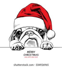Christmas card. Portrait dog Pug in a Santa's hat. Vector illustration.