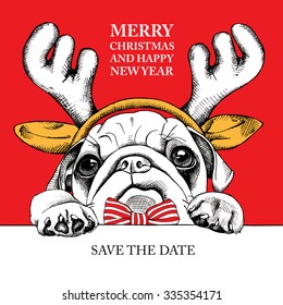 Christmas card. Portrait dog Pug in reindeer antlers and with tie on red background. Vector illustration.