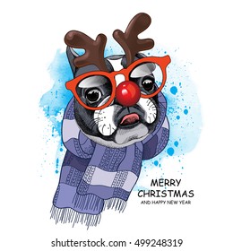Christmas card. Portrait of a French Bulldog in the mask Santa's deer (Horn, glasses, red nose) and in the knitted scarf on a blue background. Vector illustration.