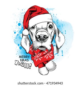 Christmas card. Portrait of a Labrador in Santa's cap and scarf on a blue background. Vector illustration.