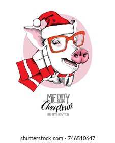 Christmas card. Portrait of the Pig in a red Santa's cap and in a striped scarf on a pink background. Vector illustration.