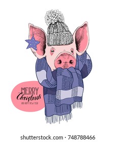 Christmas card. Portrait of the pink Pig in a knitted cap and blue striped scarf. Vector illustration.