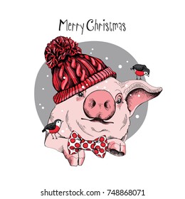 Christmas card. Portrait of the pink Pig in a red knitted cap, bow tie and with a birds on a gray background. Vector illustration.