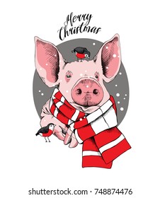 Christmas card. Portrait of the pink Pig in a red striped knitted scarf and with a birds on a gray background. Vector illustration.