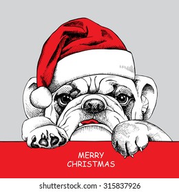 Christmas card. Poster of portrait bulldog in a Santa's hat. Vector illustration.