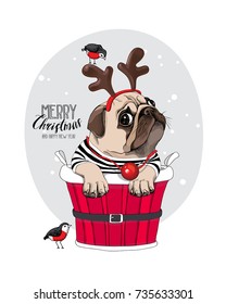 Christmas card. Pug Dog in a Santa's deer mask and with a funny red nose inside of a bucket. Vector illustration.