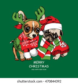 Christmas card. Puppies Pug and Chihuahua in a xmas costumes and in a Santa's cap, antler mask on a green background. Vector illustration.