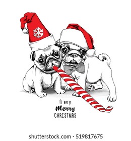 Christmas card. Puppies Pugs in a red Santa's cap with a festive whistle. Vector illustration.