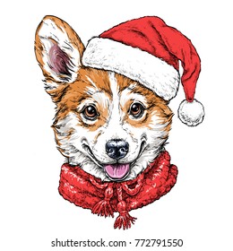 Christmas card with Puppy Pembroke Welsh corgi portrait in red Santa's hat and scarf. Vector illustration