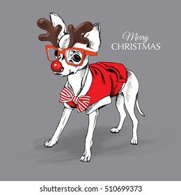 Christmas card. Russian Toy Terrier puppy in a red clothes, striped tie and Santa's antler deer. Vector illustration.