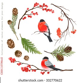 Christmas Collection of decorative vector elements with with bullfinches for your design.