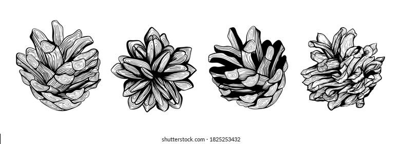Ilustración vectorial dibujada a mano por cono de Navidad. Conjunto de cono de pino. Diseño para Navidad, Año Nuevo, invitaciones, tarjetas de felicitación