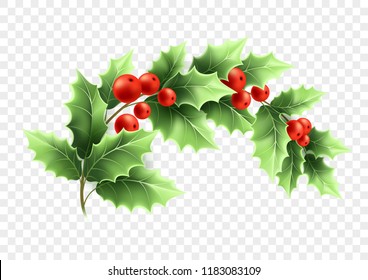 Christmas crescent holly branch illustration. Realistic tree twig with green leaves and red berries on transparent background. Ilex Aquifolium branch. Banner design element. Color isolated vector