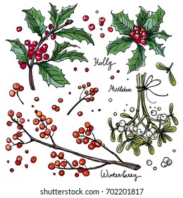 Christmas decor, plants line drawn on a white background. Sketch of berries and leaves. Winter berries, mistletoe, holly