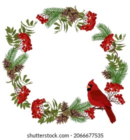 Christmas decorated wreath with pine, rowan and bird cardinal on a white isolated background. Template for postcard, poster, web design. Vector illustration.