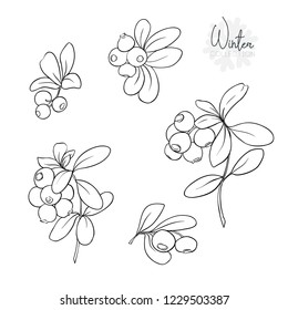 Christmas decoration, a wreath made of fir branches, puancetti, pine, holly, mistletoe, dog rose. Isolated on black background. Colored vector illustration.
