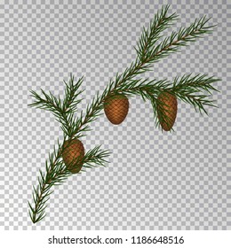 Christmas decorations with fir tree and pine cones. Vector illustration.