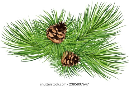 Christmas decorations plants realistic composition with green tree branches and pine cones vector illustration. Eps 10