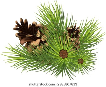 Christmas decorations plants realistic composition with green tree branches and pine cones vector illustration. Eps 10