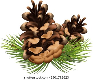 Christmas decorations plants realistic composition with green tree branches and pine cones vector illustration. Eps 10